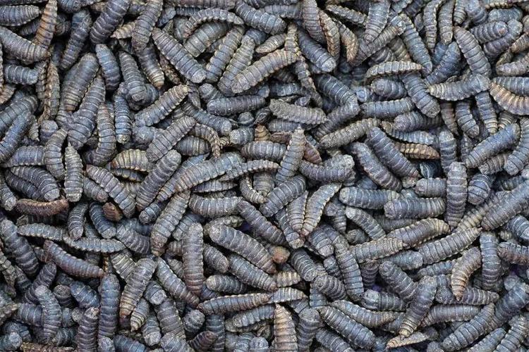 年产6万吨黑水虻幼虫蛋白全球最大昆虫蛋白饲料工厂启动