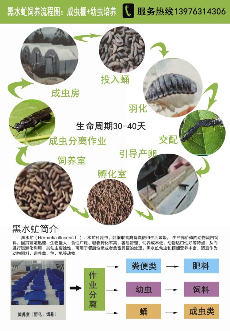 黑水虻地面槽式养殖方法出售 绿色环保餐余垃圾处理技术 自.