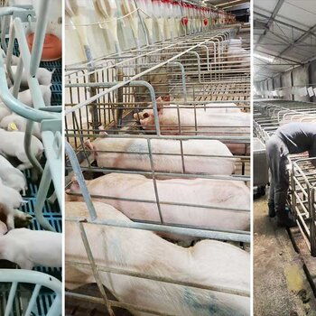 国内大型种猪繁育基地 种猪养殖厂 种猪养殖基地
